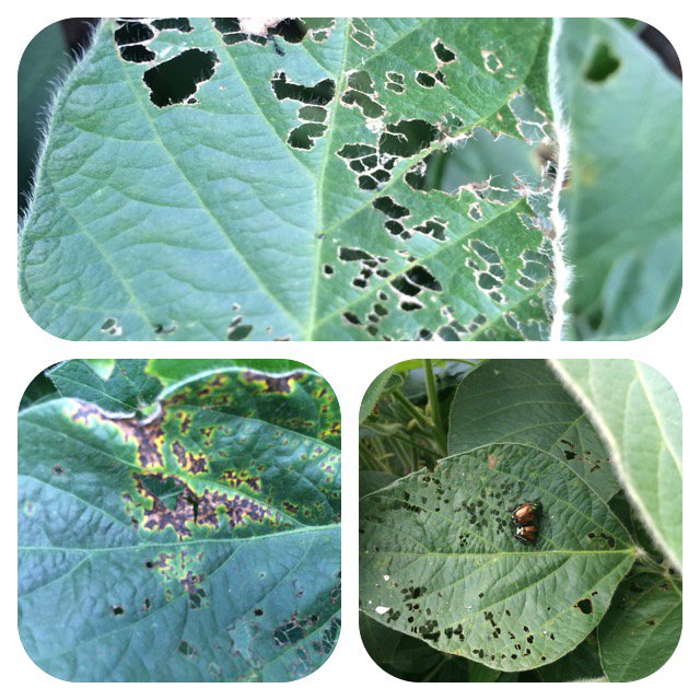TWeaver_65's tweet photo. Insect  pressure high. All sides of disease triangle present. Growth stage R3 Time to spray beans. #planthealth16 https://t.co/MUuTtfBVFX