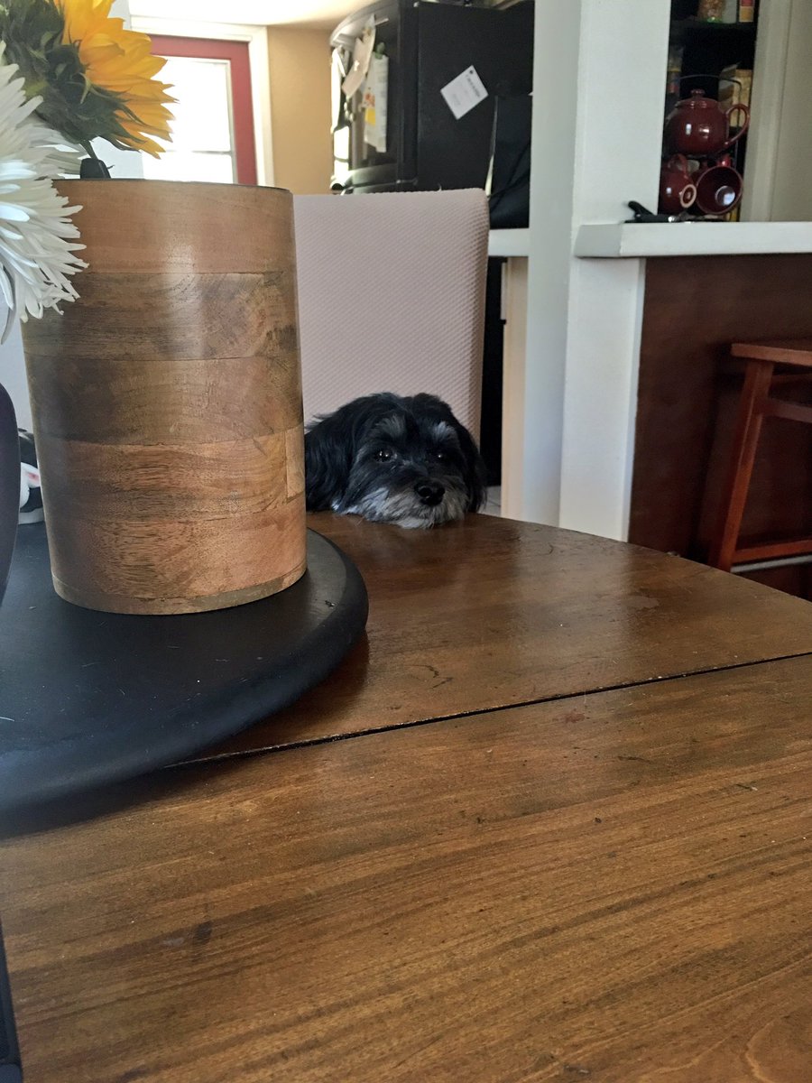 accordingtosyd's tweet photo. She's always creepin on me #DogOrHuman? #PuppyStalker https://t.co/TMGwTeOcIV