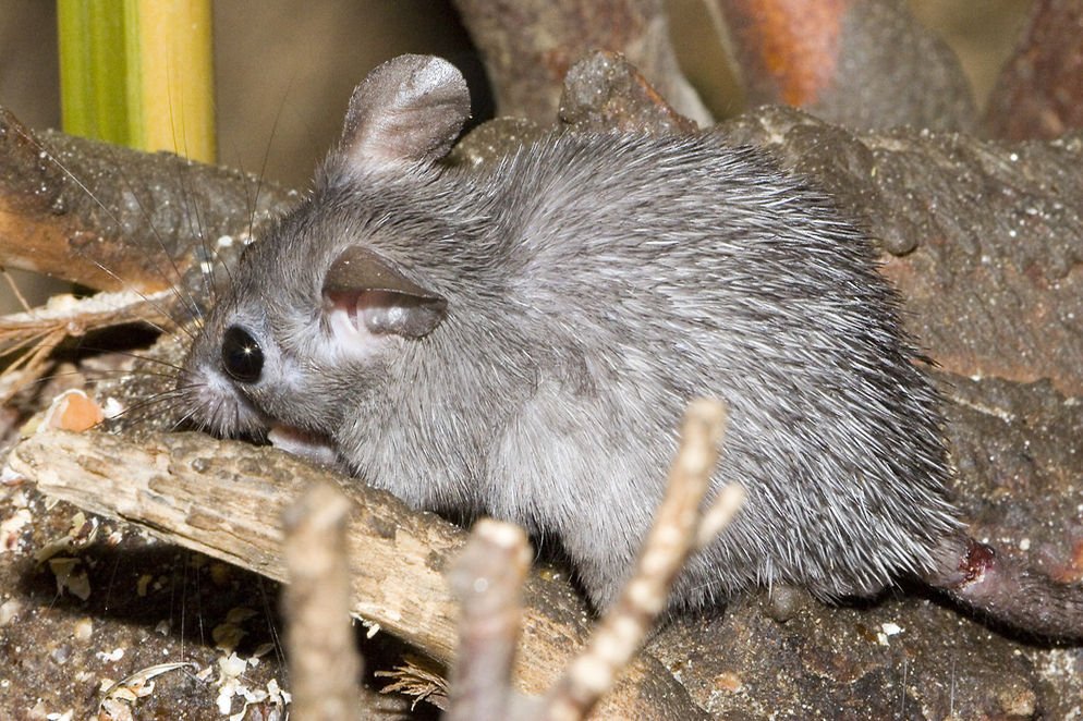 Акомис иглистая мышь. Рюкийская мышь. Египетская иглистая мышь. Африканская иглистая мышь. Африканская иглистая мышь.