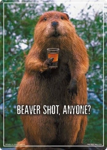 beaverwhackers's tweet photo. It's nearly time! @blueyes1966 @chrisfinal247 @xandergallier @nrees8 @paulturner_84 @Tomas_Coulter https://t.co/Rk09CUw3kM