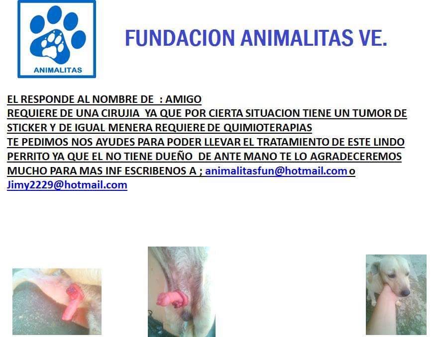 POR FAVOR  SI ALGUIEN NOS PUEDE AYUDAR LE AGRADECERÍAMOS MUCHÍSIMO  ES UN PERRO indefenso de la calle
GRACIAS