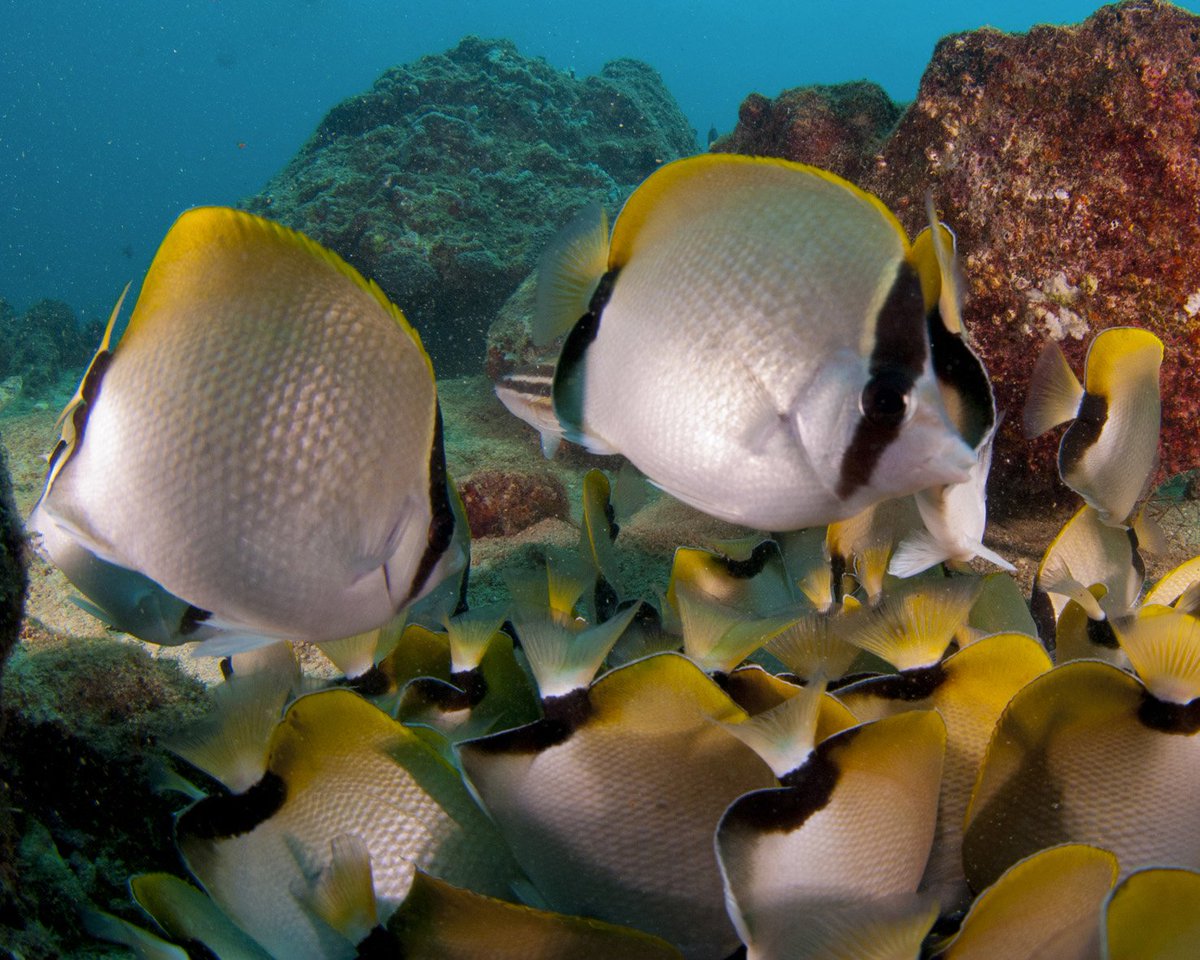 Vida submarina. Isla de Plata #Anzoategui Foto:<a href="/espacioacuatico/">Daniela</a>