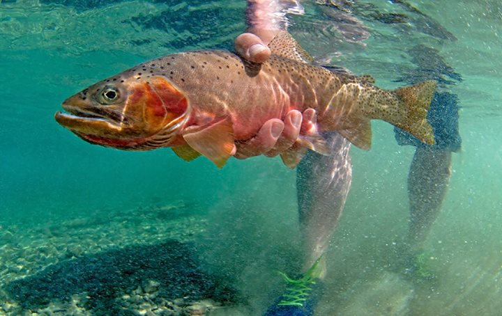pushing_wake's tweet photo. Share if you support catch and release! https://t.co/BogGedjlLP
