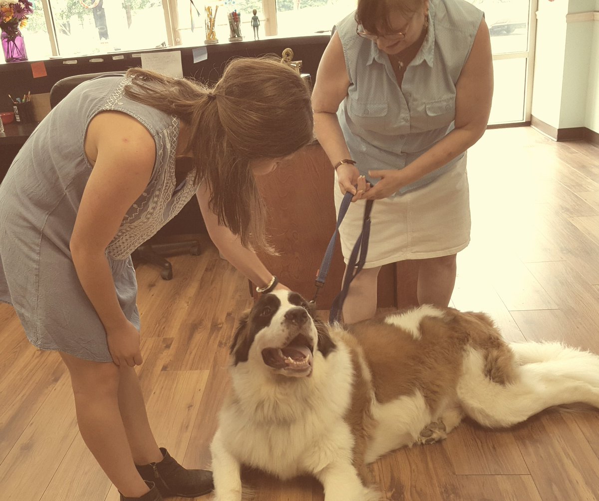 Mara_Shayne's tweet photo. Well this *little ray of sunshine certainly brightened our day! @alicustard @iamsjkw @IanCeccarelli #dogs4hillary https://t.co/a8mLoUZyoW
