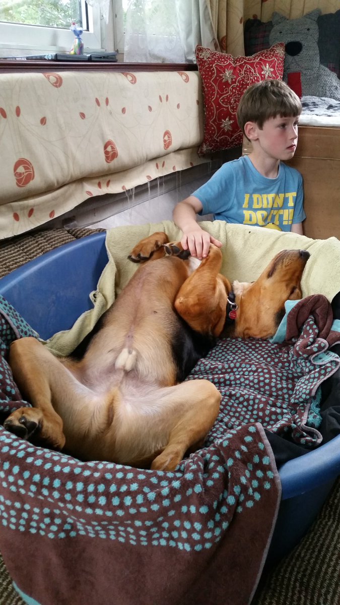 barneybearhound's tweet photo. @Fred_da_dog Itz Friday so iz chilling wiv da hukid! https://t.co/yo2S8HGTkk