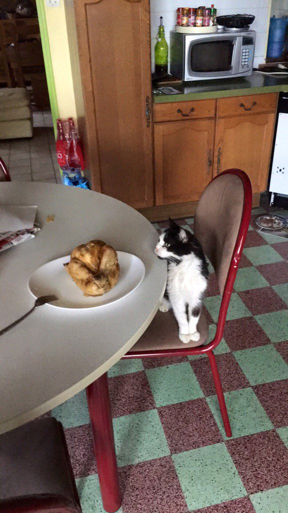 PatrickSanssens's tweet photo. Aujourd'hui Philibert est parti au paradis des chats, repose en paix mon bonhomme, tu vas me manquer RIP MON PHILI. https://t.co/nQ3dvaYcAp