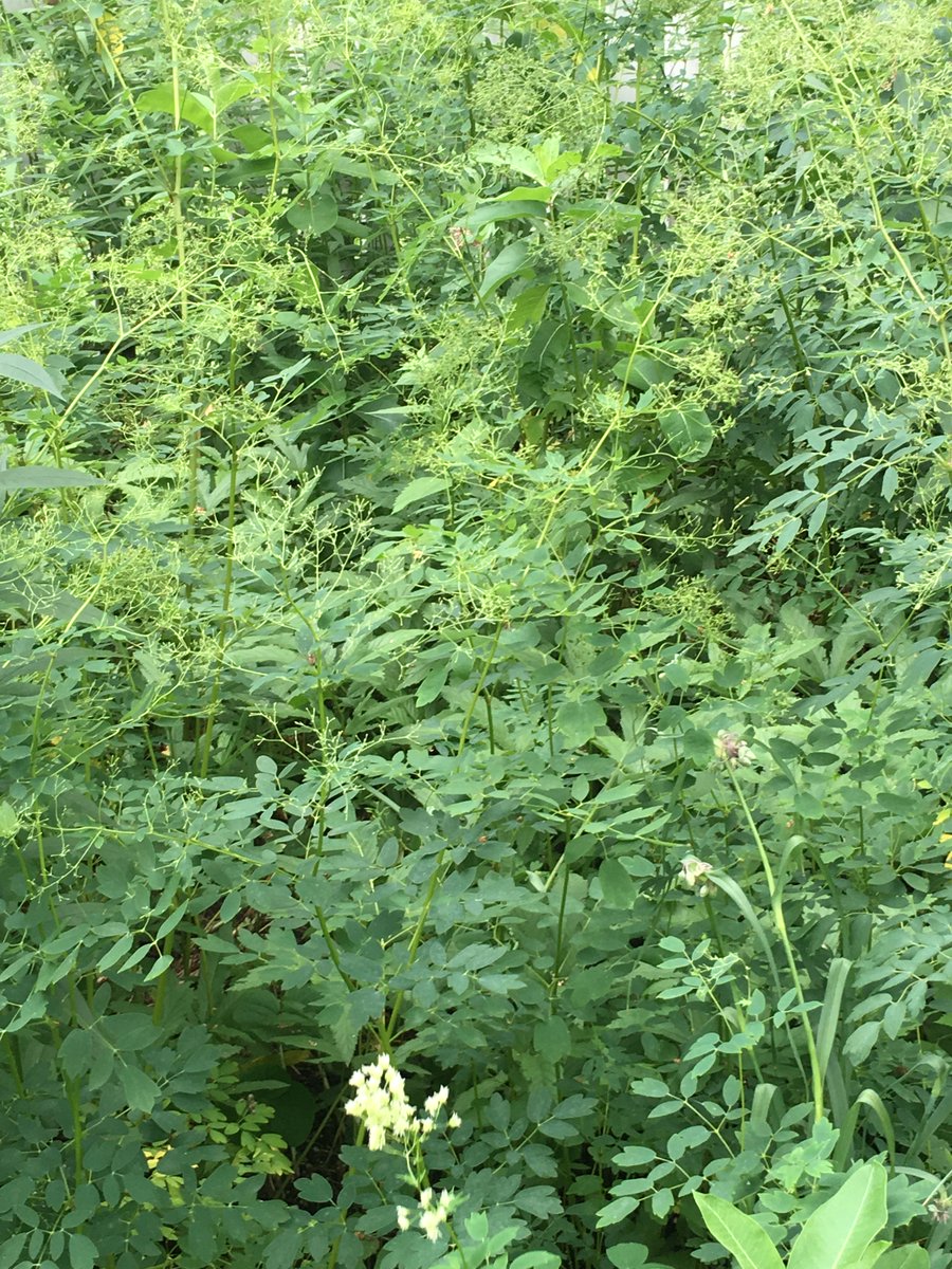 StevensHouseMN's tweet photo. What are these plants and how do you use them? Jerry Foley talks native plants and early medicine 7/17, 2 pm. Free! https://t.co/Tou0abUixM