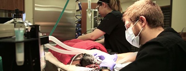 AnimalCareTec's tweet photo. Veterinary Medical Conditions Just Released! View this free video on pet obesity https://t.co/UlkuddXc3U https://t.co/xs52HiYVYI