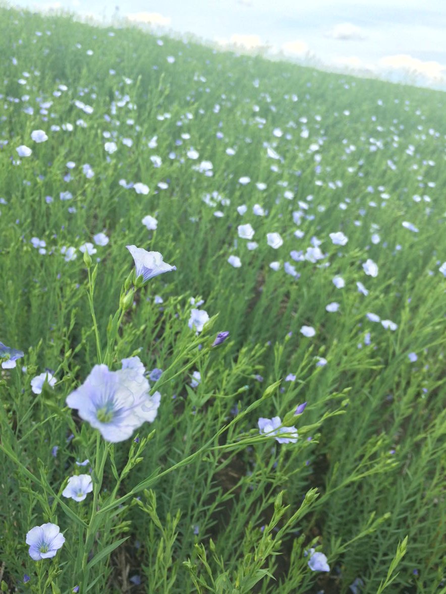 AndrukowGroupPV's tweet photo. Got love flax!! #AGSI #flaxfields https://t.co/RzAhdMzYmo