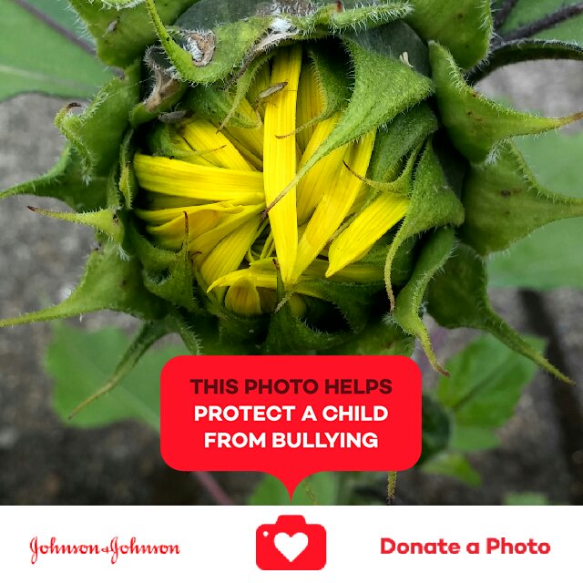 htselos's tweet image. Before blooming #observenature #flowers #CareWithPride #jnj #donateaphoto bit.ly/29ZV7SR