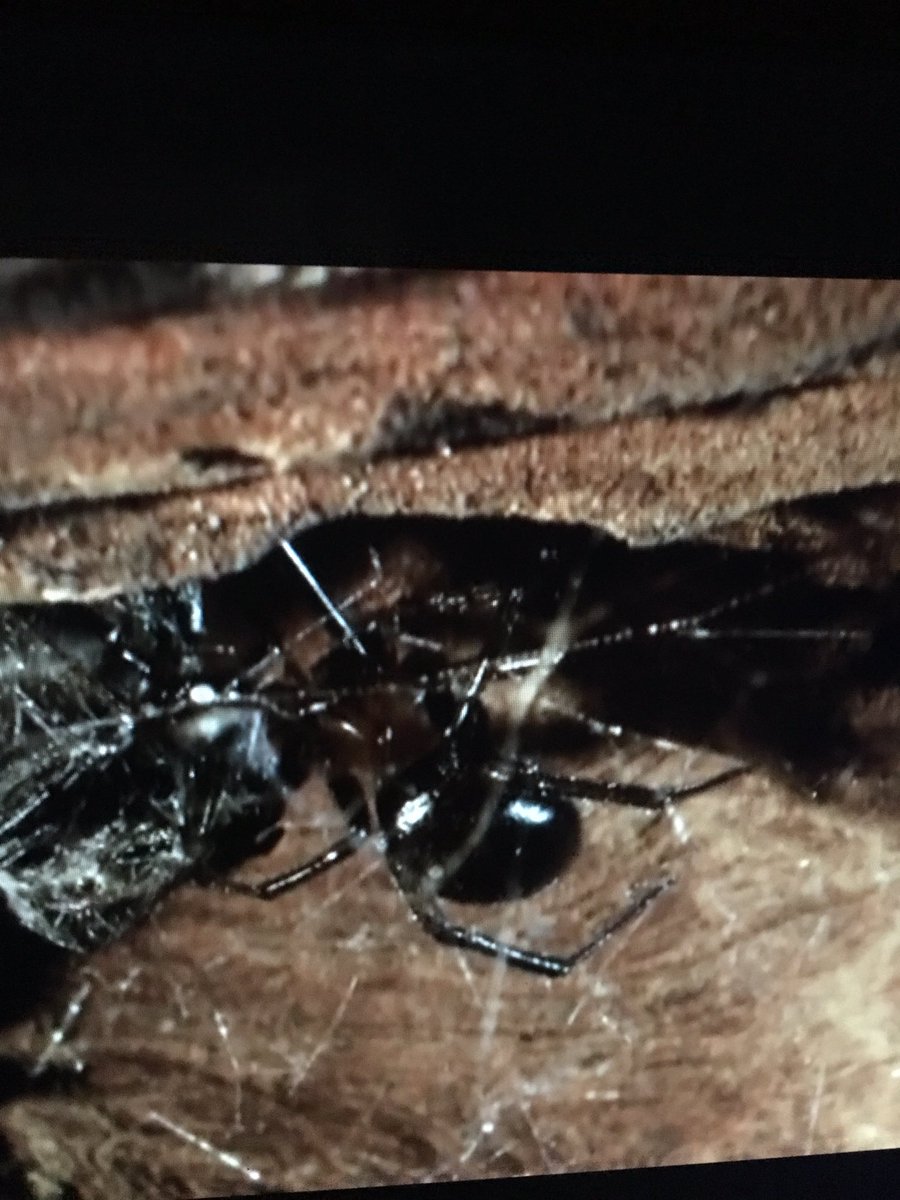 daphnellopez24's tweet photo. Watching this ๐ฉ๐ฉ lol #monsterbugwars https://t.co/x4FH3phqAk