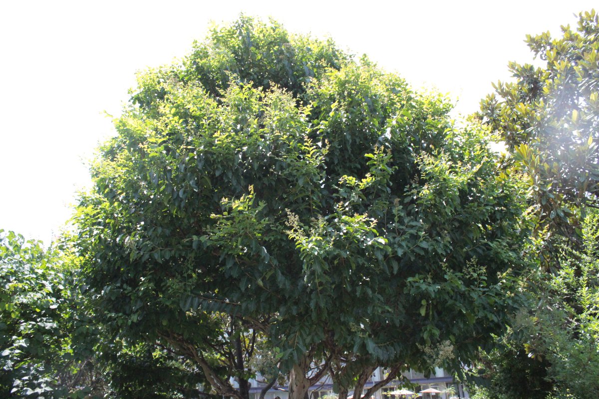 長居植物園 على تويتر シマサルスベリが咲いています 沖縄 中国 台湾に分布するサルスベリの仲間です サルスベリ ほどではないですが 古い樹皮がはがれてすべすべになります 幹にまだら模様が出るのが特徴です 漢字では 島百日紅 です