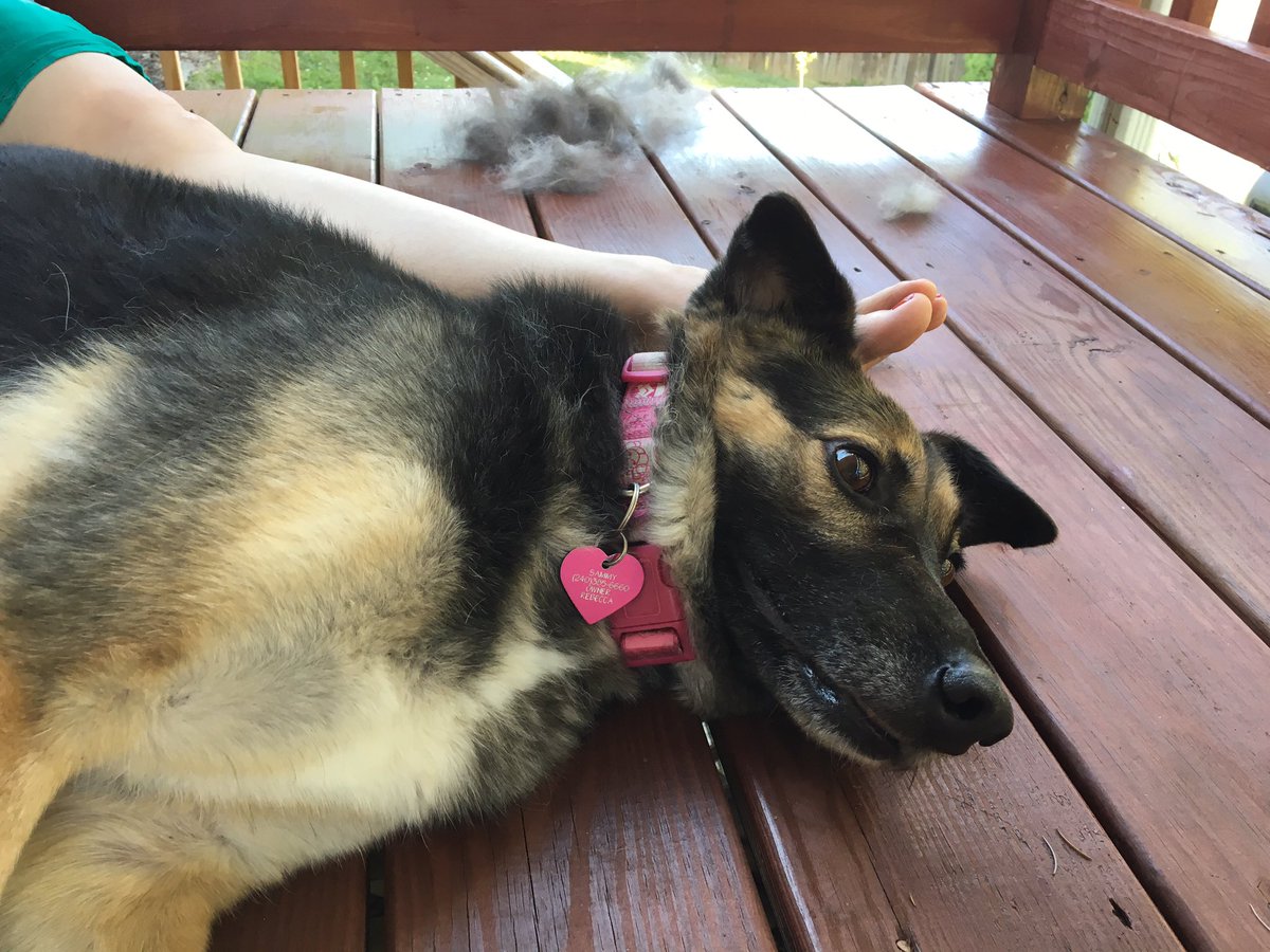 NeuroticCanine's tweet photo. Oh right, spa day! https://t.co/4hVNxL4CGJ
