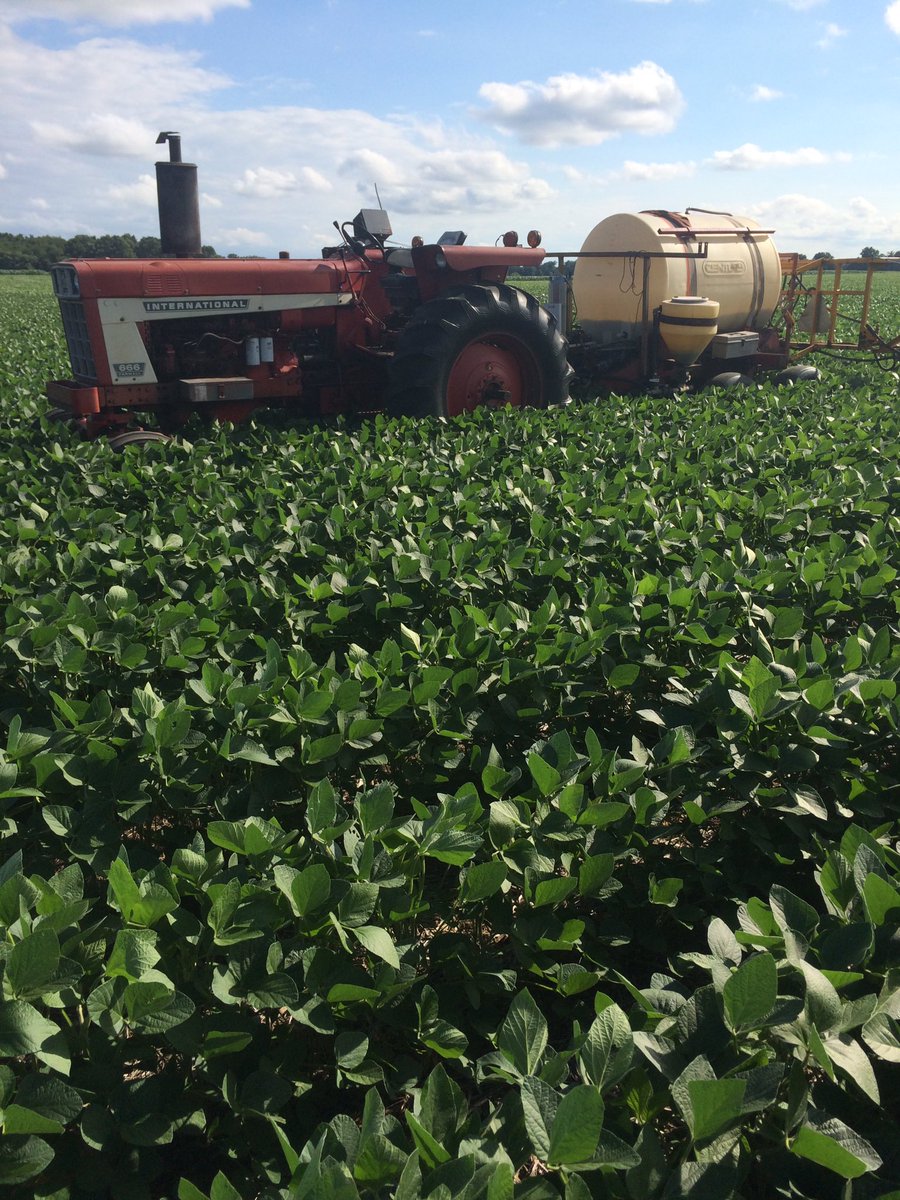 cmatthys1977's tweet photo. S35-C4 #syngenta #nk beans. Tall, dark and handsome! Getting @HelenaChemical #viathon and #quilt at R2. https://t.co/VU5FElW7XQ