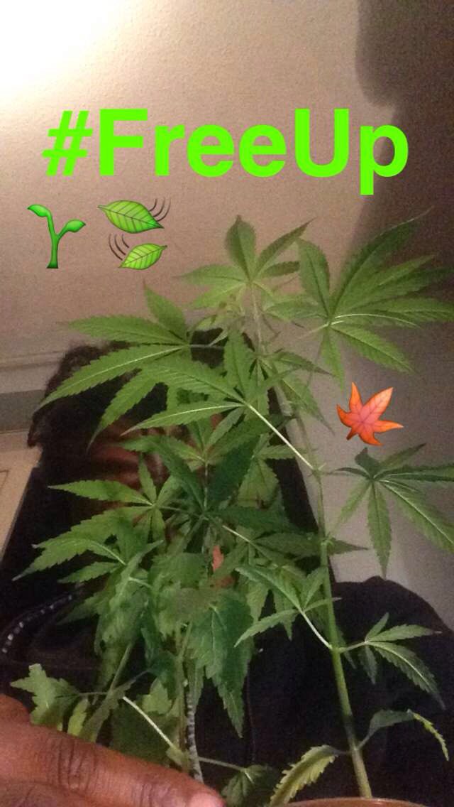 RaydenOfficial's tweet photo. #FreeTheWeed #LegaliseTheTing #NatureCures #ItsOnlyAPlant #Hemp #FattyAcids #Protein #LinoleicAcid #Omega3 #Edestin https://t.co/gLkLIXngMX