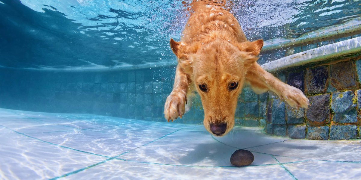 Petco's tweet photo. #DidYouKnow chlorine can dry out dog fur? If you take a dip in the pool make sure to rinse off with fresh water. https://t.co/rlPnQXTdBR