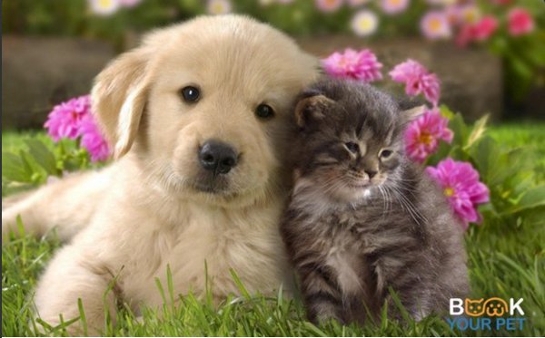BookYourPet_'s tweet photo. #doggroomers #dogsitters #MobilePet srvcs #dogwalkers join https://t.co/QmWIBGyqy5 We can help automate UR bookings https://t.co/SXh3NCj9FC