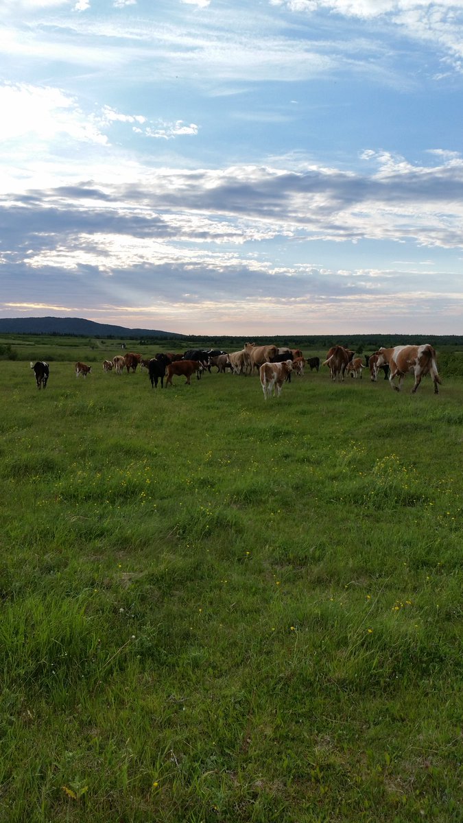 NLYoungFarmers's tweet photo. Checking on animals on the community pasture, the cows are in good shape, calves are growing like weeds!! #nlbeef https://t.co/TSEaXuPzY8