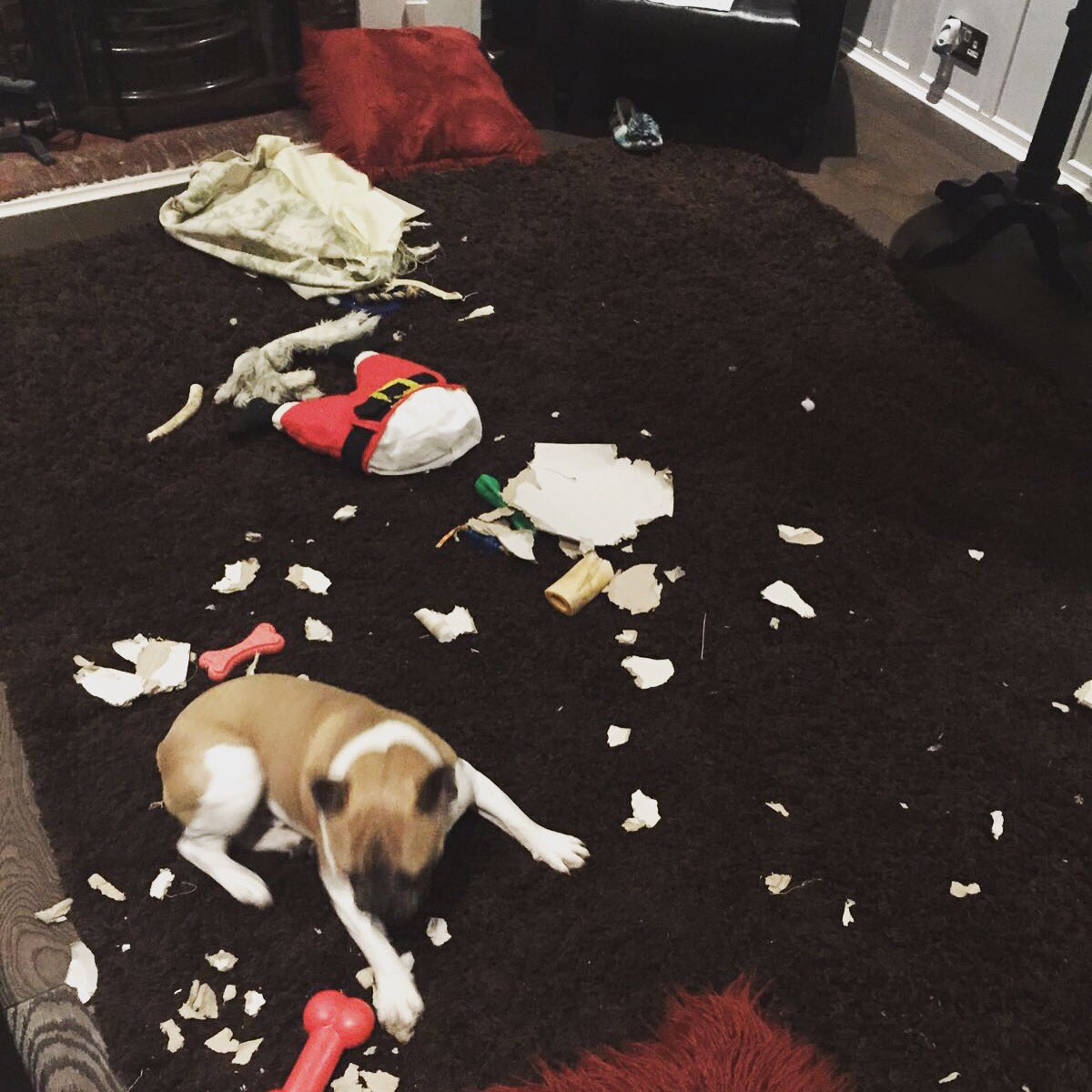 RocodogSpicer's tweet photo. Naughty boy! 🙈😡 #naughty #dog #frenchbulldog #rocodog https://t.co/0lgS8KwqO0