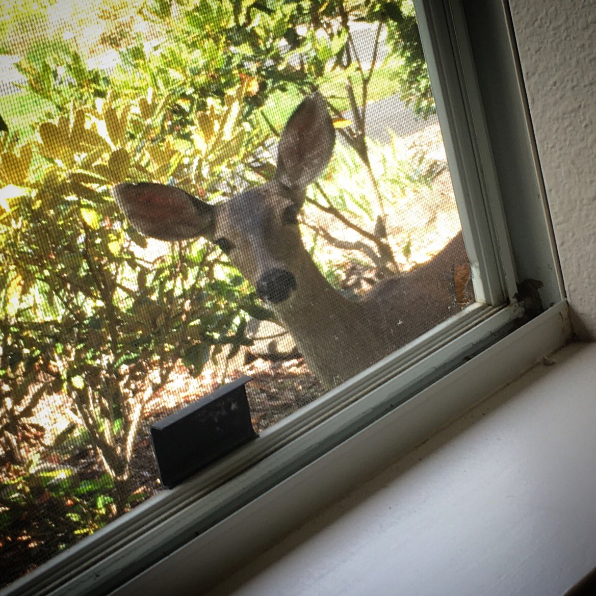 SanRafaelOP's tweet photo. Afternoon visitor to the Vocations Office! #LoveConventGardens #natureinourbackyard https://t.co/nfmVq5M1gZ