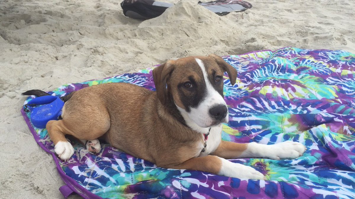 MaitlynGregory's tweet photo. Prettiest pup I ever did see 🐶😍 https://t.co/uWkx1PPzot