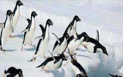 OrcaSOS's tweet photo. Protest planned at #Mumbai #Zoo over import of #penguins 
#Blackfish Effect = world dropping #Animals4Entertainment https://t.co/JMtMPgHmGZ