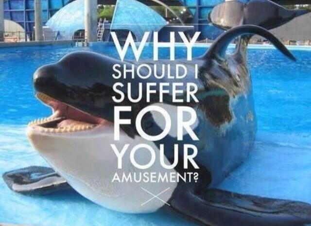 OrcaSOS's tweet photo. Protest planned at #Mumbai #Zoo over import of #penguins 
#Blackfish Effect = world dropping #Animals4Entertainment https://t.co/JMtMPgHmGZ