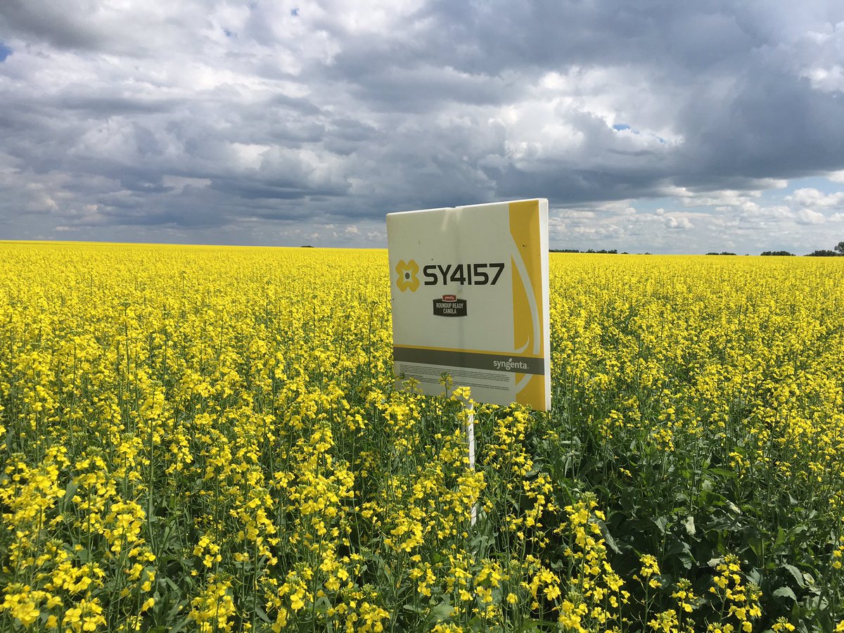 MattVuignier's tweet photo. Syngenta Variety trial near Brandon,MB couple of the entries @CamCanola #Sy4157 #Sy4166 #Sy4135#Sy4187 https://t.co/LV9E3rDEjF