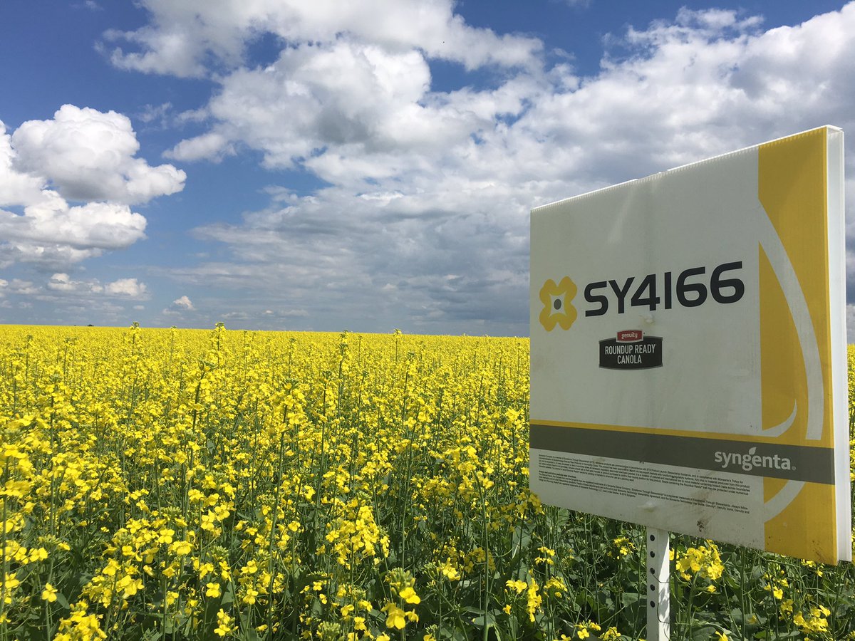 MattVuignier's tweet photo. Syngenta Variety trial near Brandon,MB couple of the entries @CamCanola #Sy4157 #Sy4166 #Sy4135#Sy4187 https://t.co/LV9E3rDEjF
