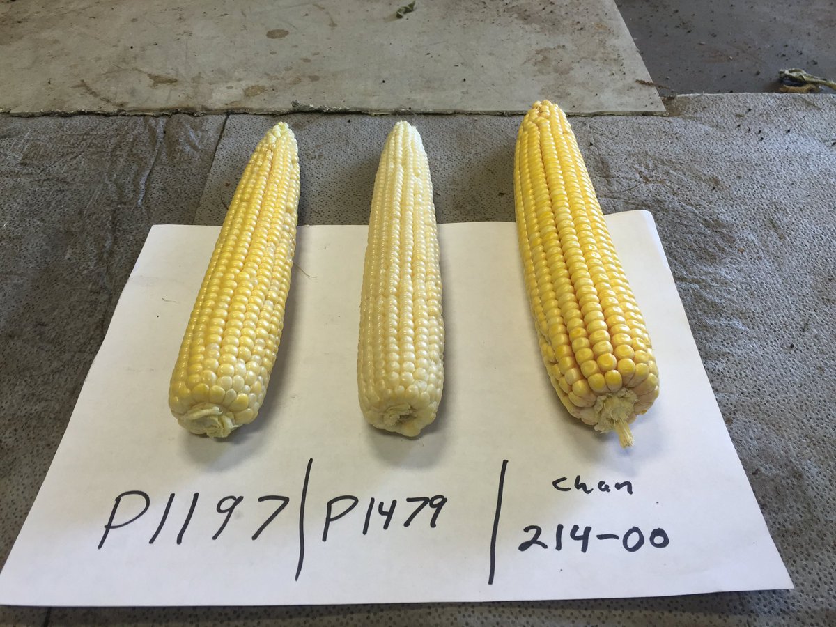 farmerpaul85's tweet image. Same planting date...pic explains itself the 214-00 is way ahead @ChannelSeed @Channel_SIL #placedtoperform #fcus