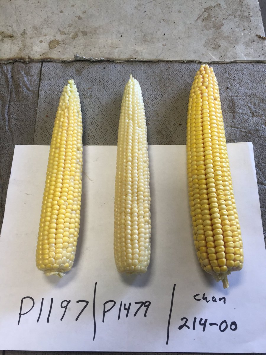 farmerpaul85's tweet image. Same planting date...pic explains itself the 214-00 is way ahead @ChannelSeed @Channel_SIL #placedtoperform #fcus