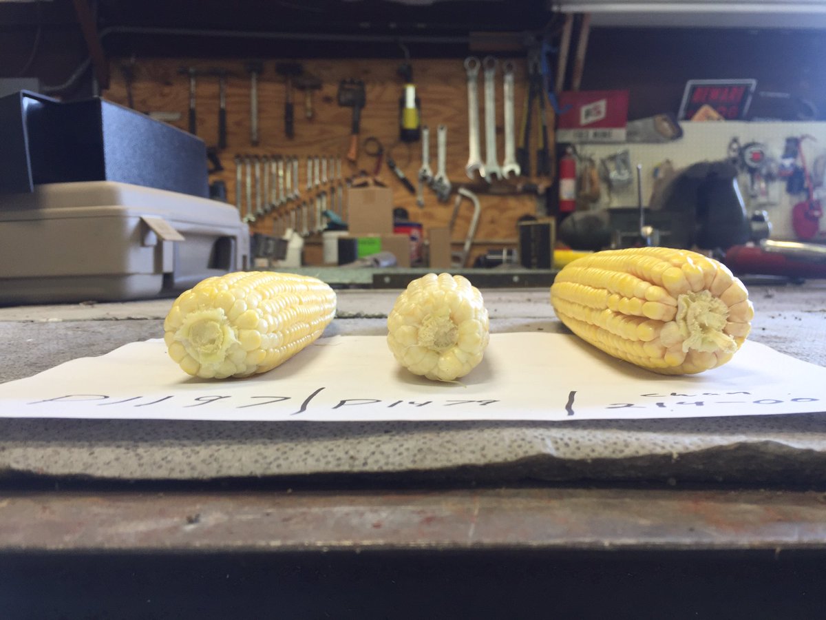 farmerpaul85's tweet image. Same planting date...pic explains itself the 214-00 is way ahead @ChannelSeed @Channel_SIL #placedtoperform #fcus