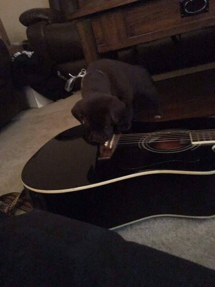 Bummed Out's newest member! #puppy #cuteanimals