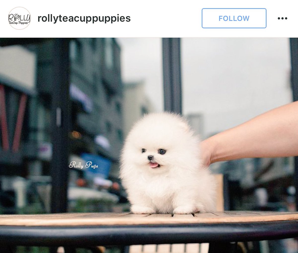 rolly teacup puppies