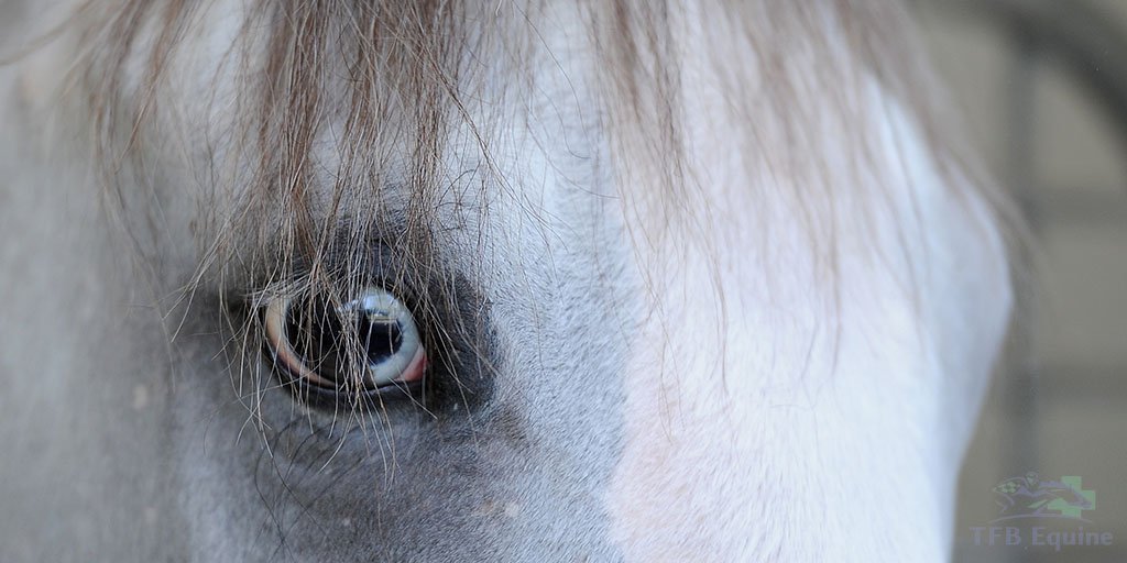 #NationalILoveHorsesDay? We don't see a reason to limit it to one day! Look for ways to celebrate every day.