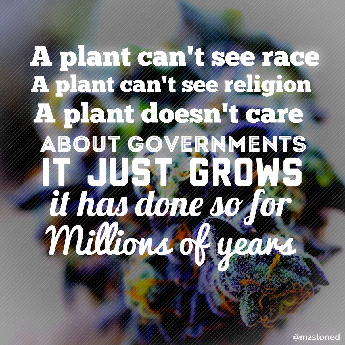 mzstoned's tweet photo. This plant just grows like it's done for millions of years. #EndProhibition https://t.co/Dm5OWmSH2u