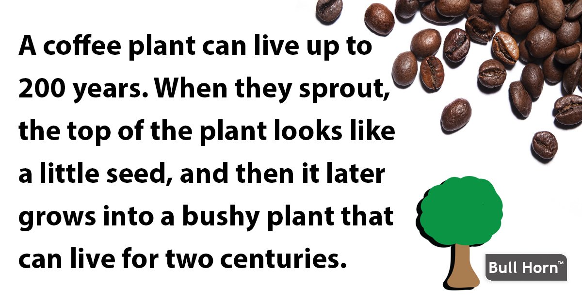 BullHornCoffee's tweet photo. Wise, Old Trees That Continue to Bring Us the Joy of Coffee - https://t.co/Pl8RfpNiJa #Coffee #BullHorn https://t.co/gRoiAsodvf