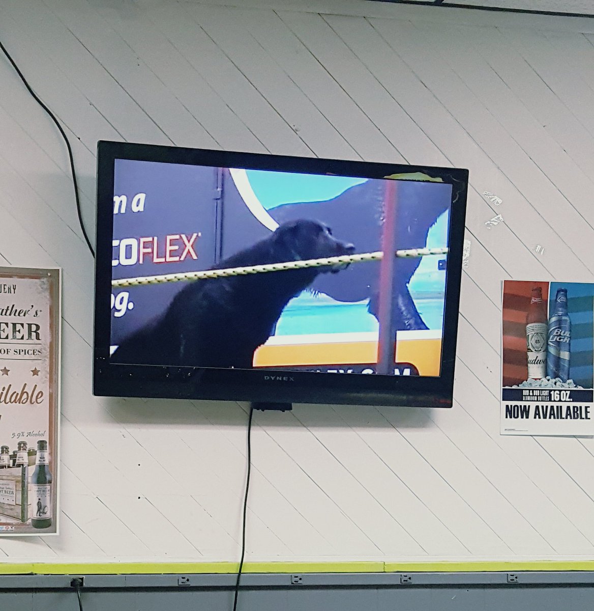 theashleywo's tweet photo. I've never cared this much about what the bar has on TV #dockdogs #extremevertical https://t.co/6OLnPy7hI7