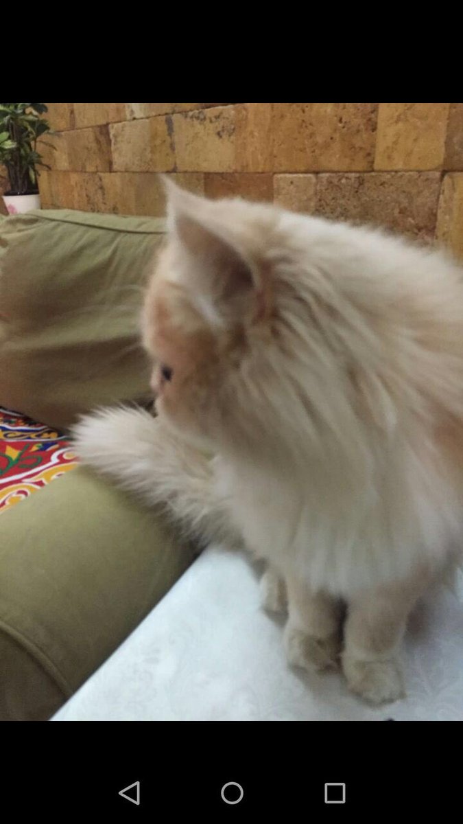 صباح الخير ❤️🙇🏻!