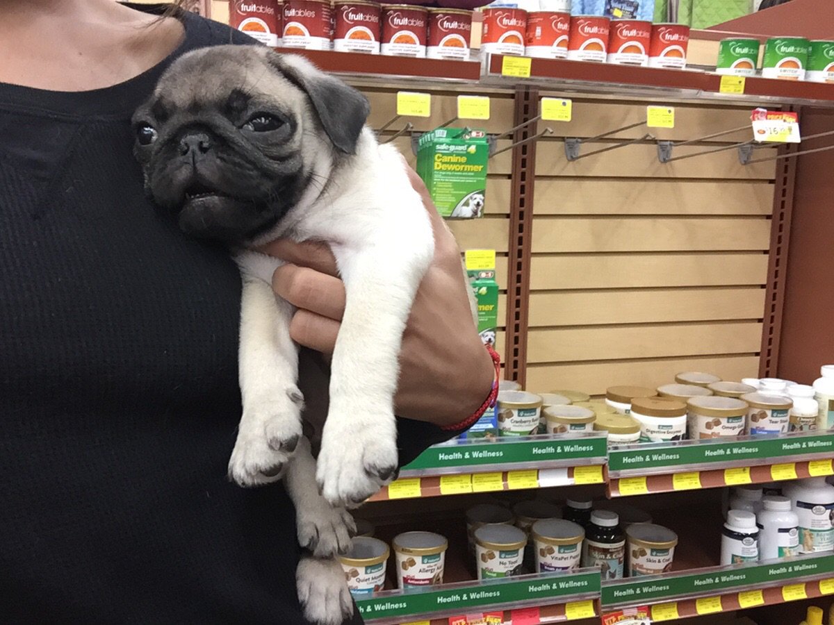 pugs_bot's tweet image. 