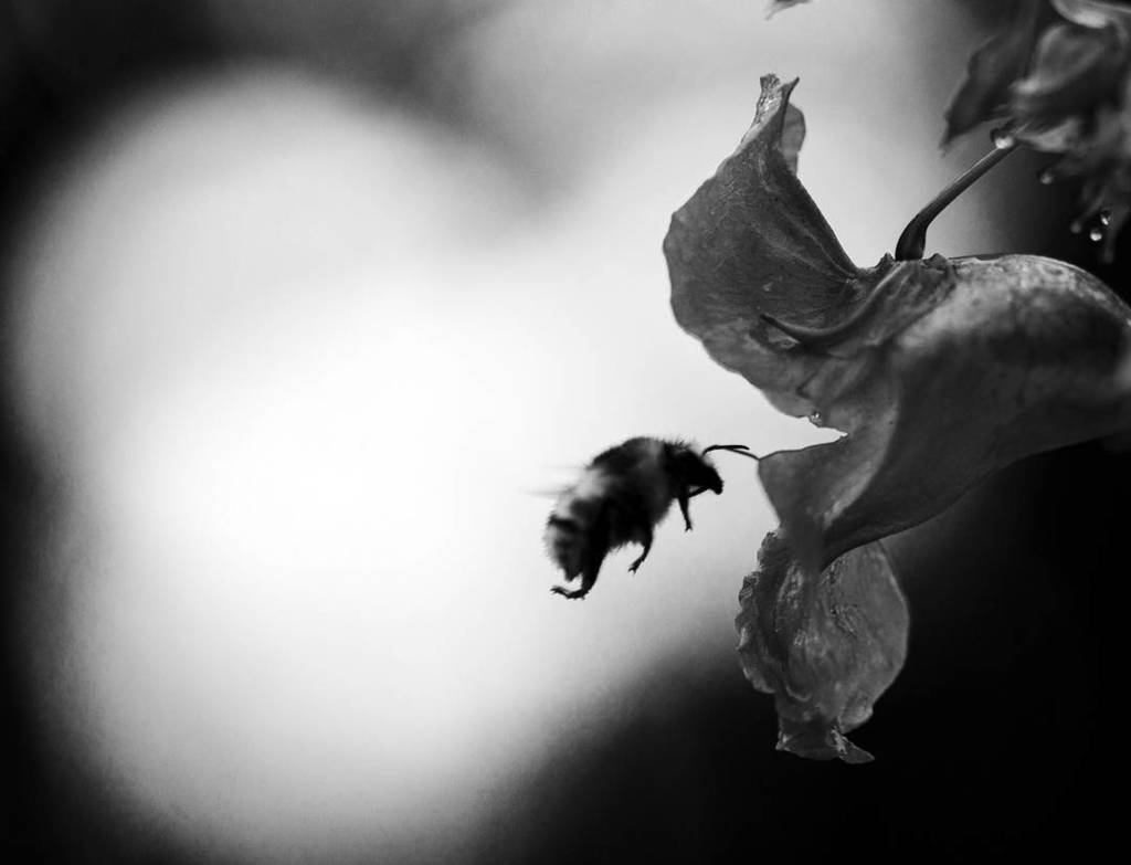 zimmer303's tweet photo. bumblebee
16/16 " darkwoods"
Alexander Zellmer 
#photography #nature #macro #wildlife #con… https://t.co/DMZobgZyrg https://t.co/qmX8BZFhS0