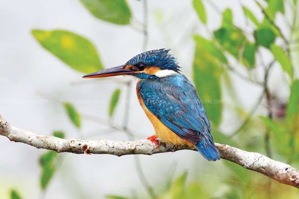 mathrubhumieng's tweet photo. Wayanad to have its own dedicated bird map
https://t.co/peHJB9enkT
#birdmap #wayanad #birds #birdmapping https://t.co/1h8frnwa8U