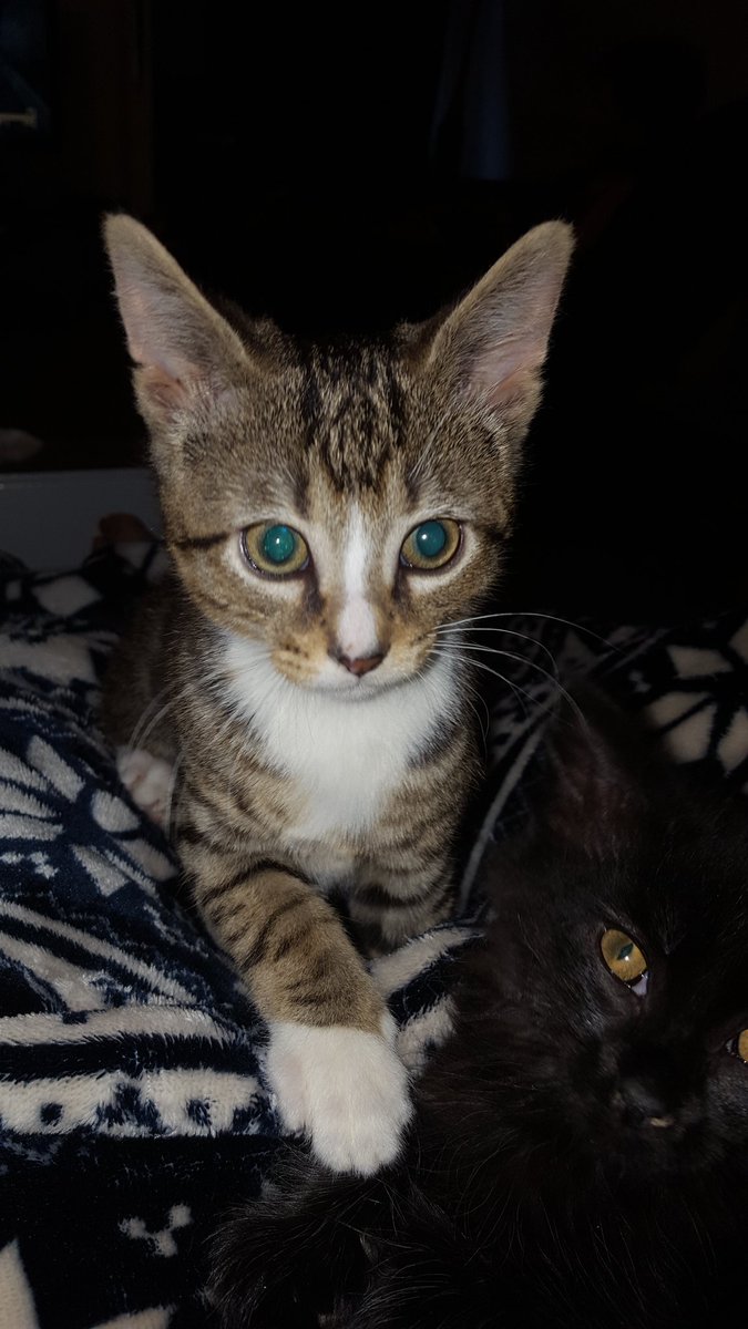 daveddot's tweet photo. The kittens are coming Petsmart  5401 S Blvd Charlotte Saturday and Sunday.  #adoptacat https://t.co/UsamWuXRi6