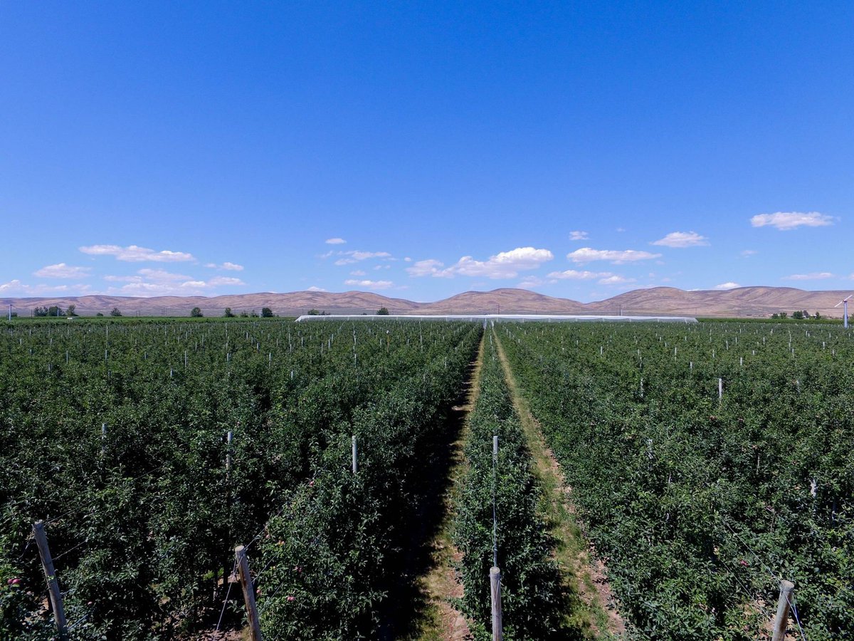 KIKU USA tweet media