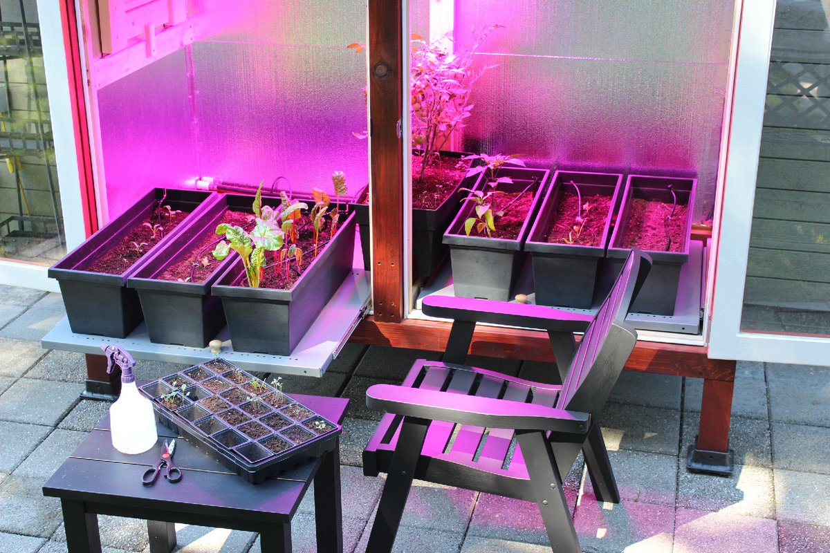 LEDVEGETABLE's tweet photo. #Broccoli, #lettuce and #spinach wen into the #LED #Veg today. #plant cycling the unit to maximize #output! https://t.co/ytMfLCdvVs