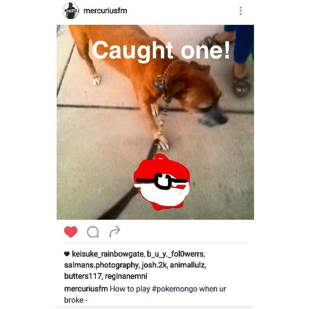 AnimalLulz's tweet photo. https://t.co/xFkIVYwUnN @mercuriusfm playing #pokemongo #pokemon #dog #doge #puppy #puppies #fluffy #AnimalLulz #a… https://t.co/PGpfdg4NfQ