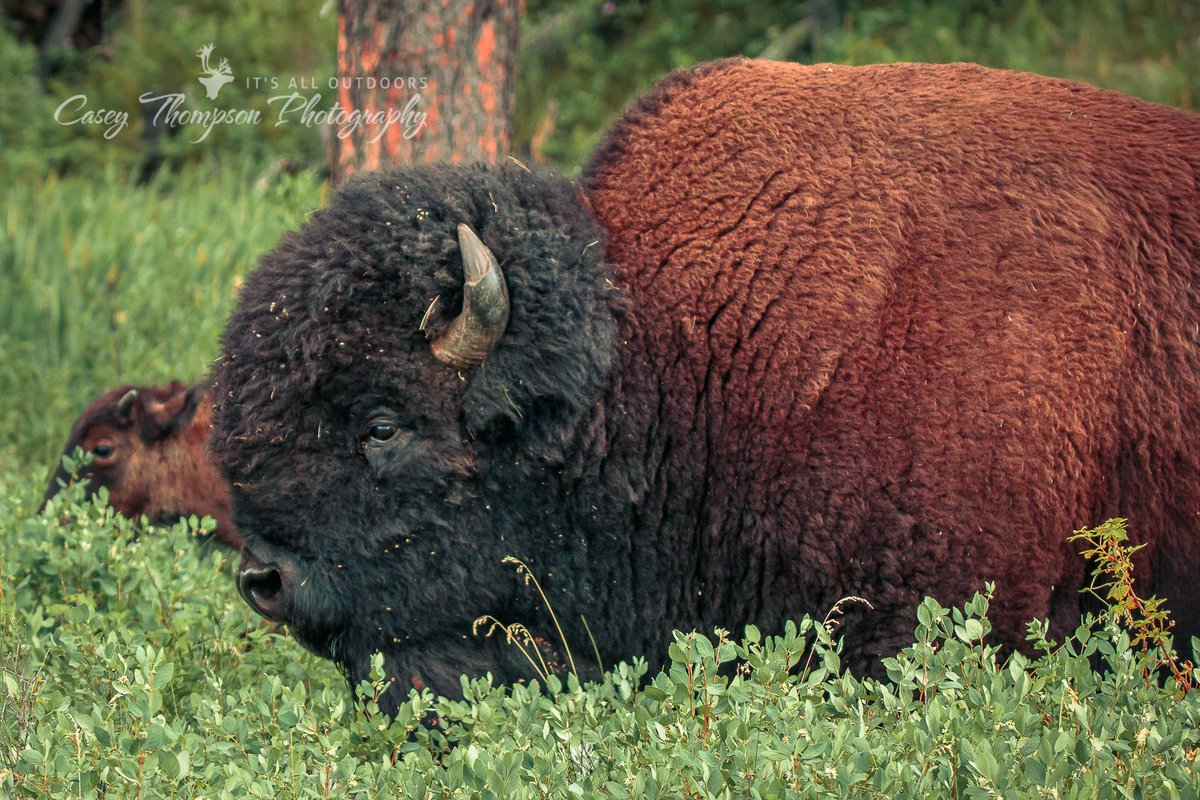 ItsAllOutdoors's tweet photo. @CusterStatePark Herd Bull during a 8 minute #buffalojam in the Park today. #Wildlife #Bison #Buffalo @BlackHills https://t.co/9UpYMGXyvG
