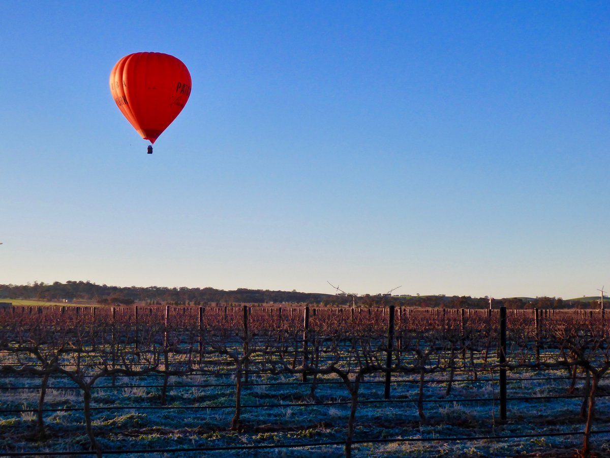 barossaballoons's tweet photo. A frosty Barossa morning with the clearest of blue skies - Perfect! #SouthAustralia #Barossa #BarossaTrustMark https://t.co/eltkJIuSjt