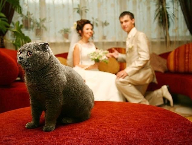 Картинки смешные так тебе и надо, днем рождения сына