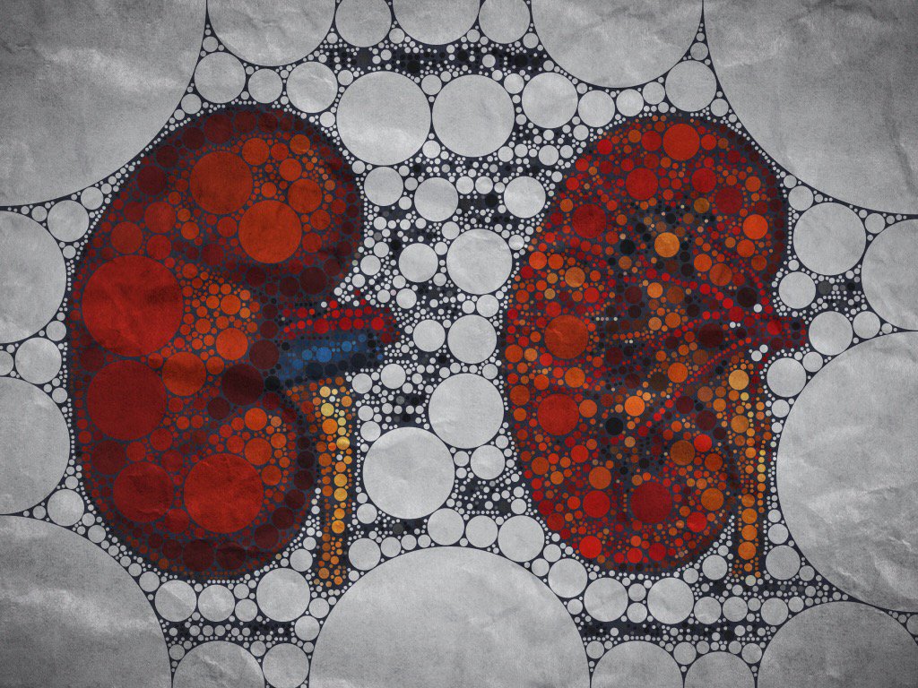 kidney_boy's tweet photo. The Kidneys #PercolatorApp https://t.co/KkHgq6RBeG